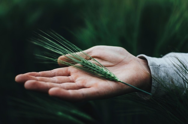 Close-up di una mano tagliata con il grano