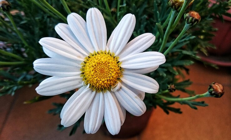 Foto close-up di una margherita bianca in fiore all'aperto