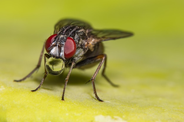 Close-up di una mosca domestica sul pavimento