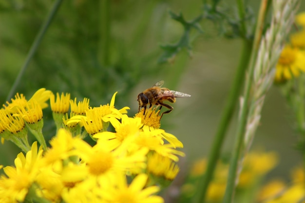 Close-up di una mosca su fiori gialli