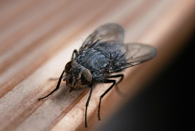 Close-up di una mosca sul legno