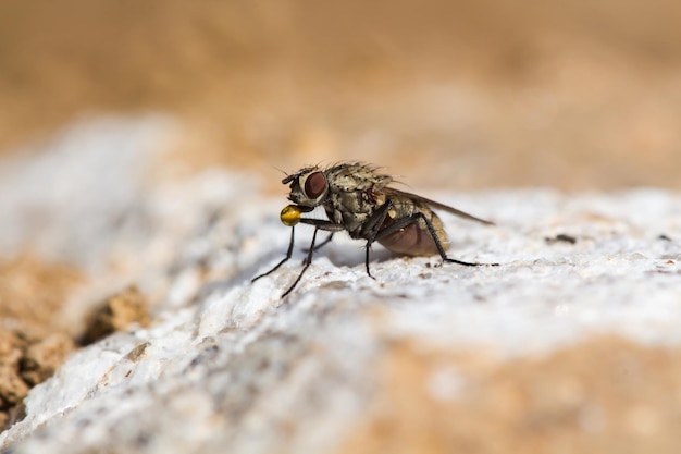 Close-up di una mosca sulla roccia