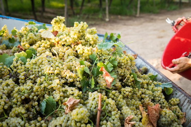 Foto close-up di una persona che getta l'uva in un contenitore per la vendita nel mercato