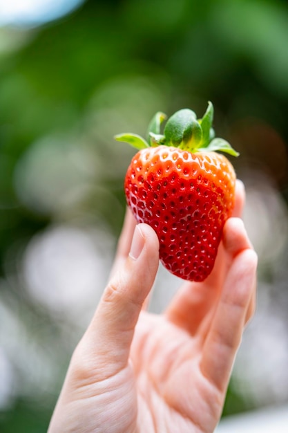 Close-up di una persona che tiene una fragola