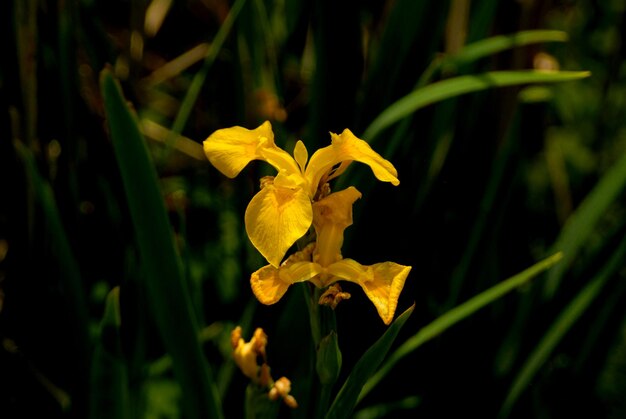 Close-up di una pianta a fiore giallo sul campo