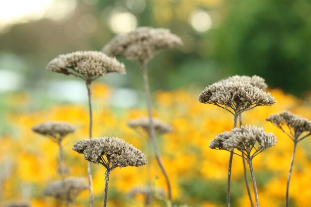 Close-up di una pianta a fiore giallo sul campo