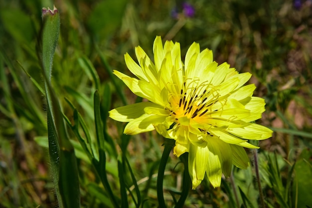 Close-up di una pianta a fiore giallo sul campo