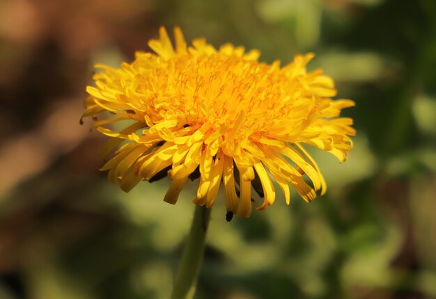 Close-up di una pianta a fiore giallo