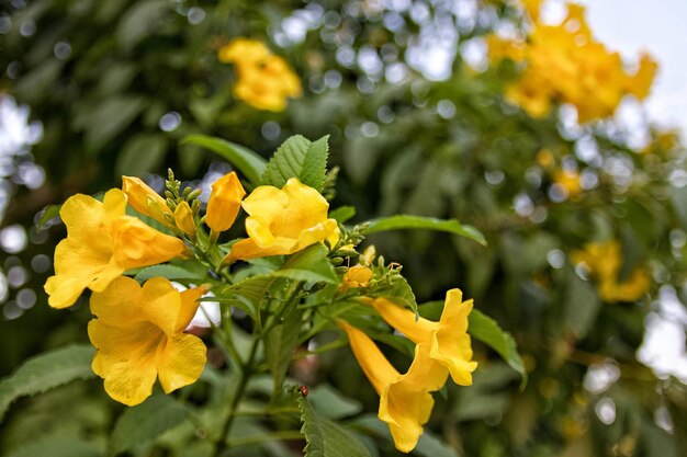 Close-up di una pianta a fiore giallo