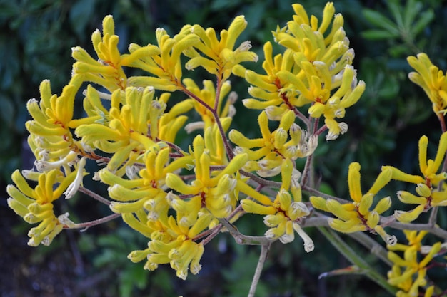 Close-up di una pianta a fiore giallo