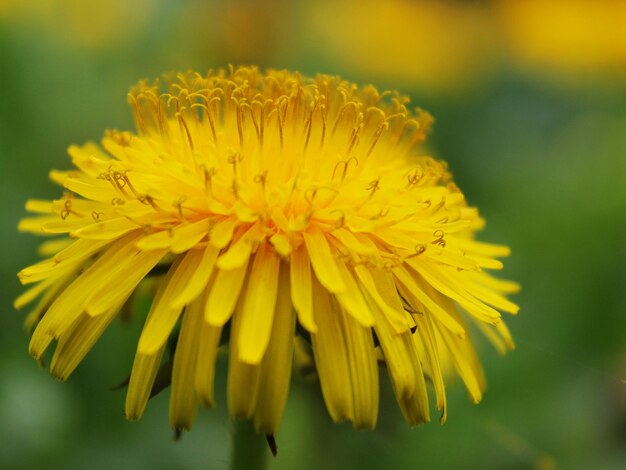 Close-up di una pianta a fiore giallo