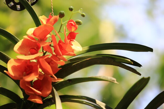 Close-up di una pianta a fiore rosso