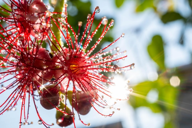 Close-up di una pianta a fiore rosso