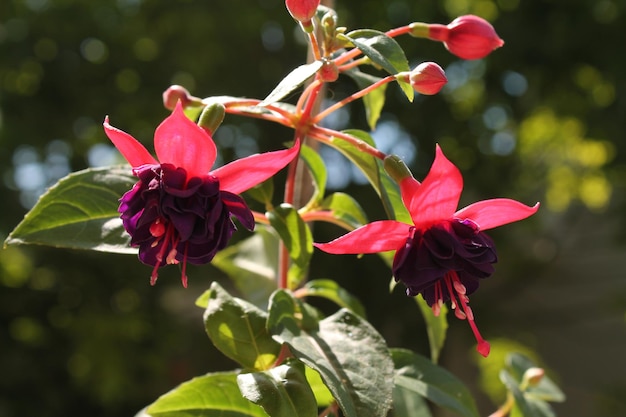 Close-up di una pianta a fiore rosso
