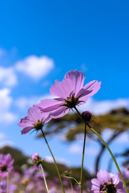 Close-up di una pianta a fiori bianchi contro un cielo blu limpido