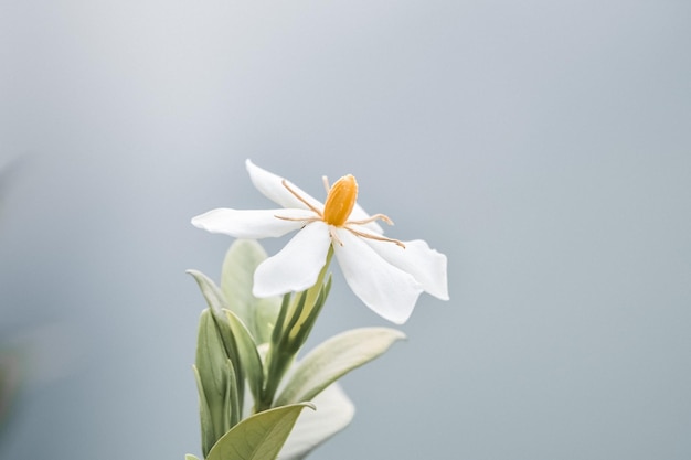 Close-up di una pianta a fiori bianchi su uno sfondo grigio