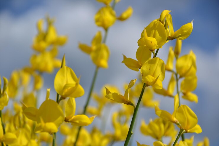 Foto close-up di una pianta a fiori gialli contro il cielo