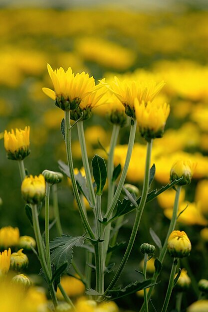 Close-up di una pianta a fiori gialli sul campo