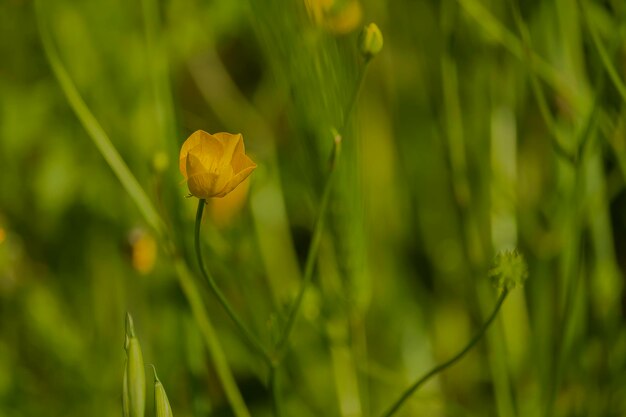 Close-up di una pianta a fiori gialli sul campo