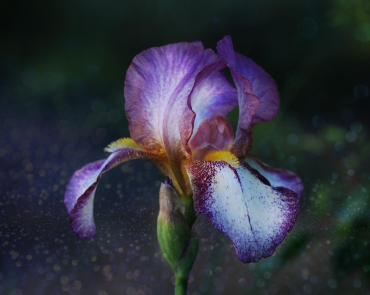 Foto close-up di una pianta a fiori viola appassita
