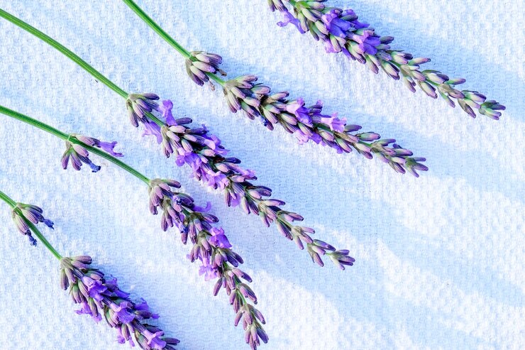 Foto close-up di una pianta a fiori viola contro la parete