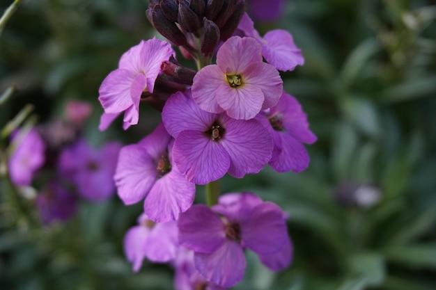 Close-up di una pianta a fiori viola in fiore