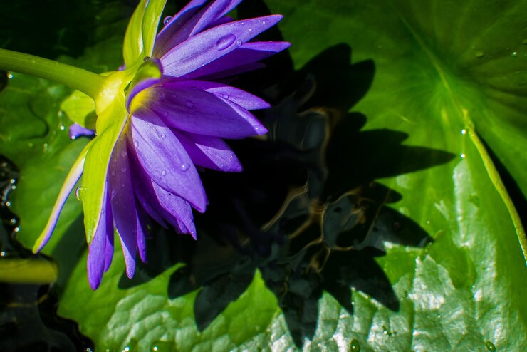 Foto close-up di una pianta con fiori viola umida