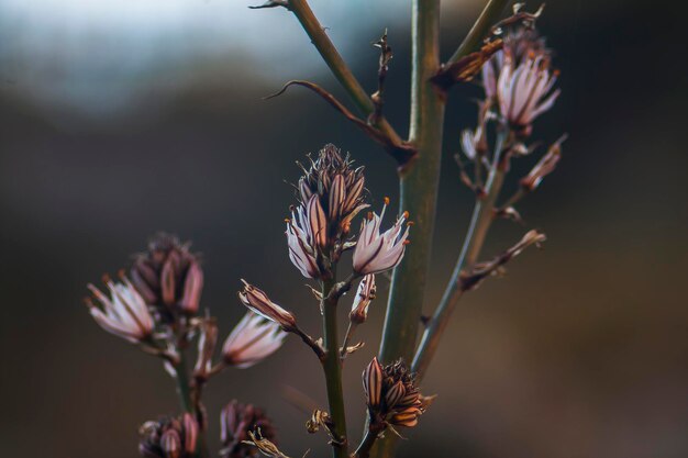 Close-up di una pianta da fiore