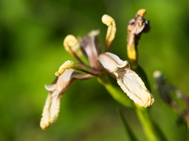 Close-up di una pianta da fiore