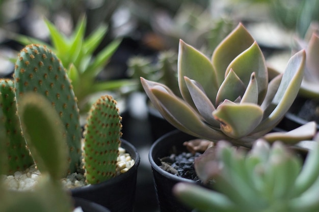 Close-up di una pianta succulenta