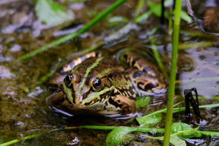 Foto close-up di una rana che nuota in un lago