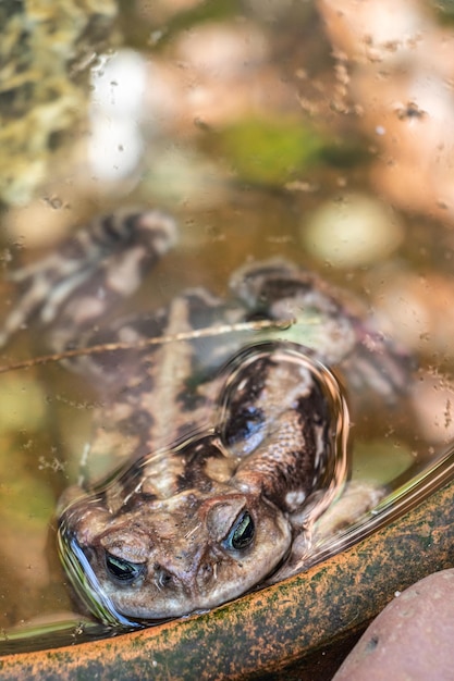 Close-up di una rana nel lago