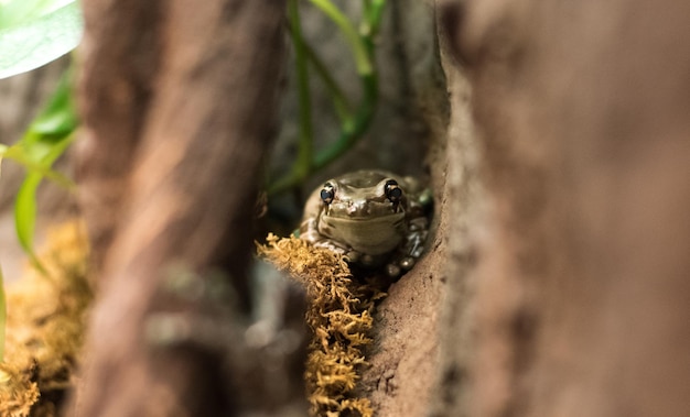 Close-up di una rana su una pianta nella foresta