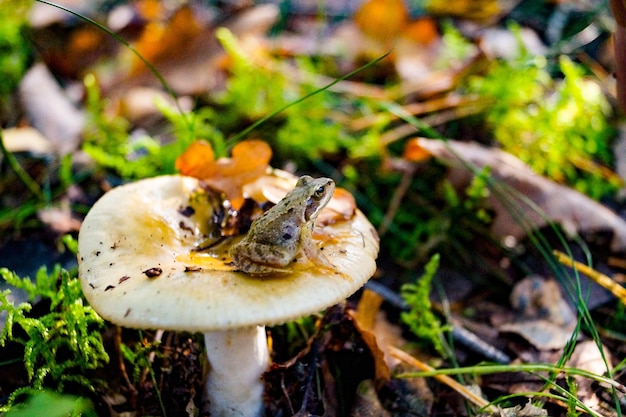 Close-up di una rana sul fungo