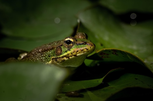 Close-up di una rana sulla foglia