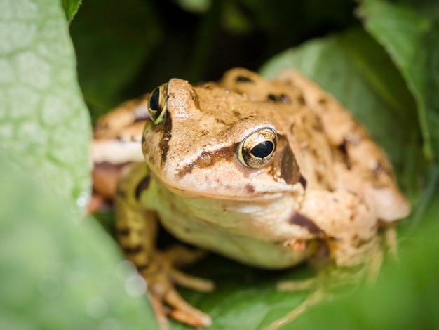Close-up di una rana sulla foglia