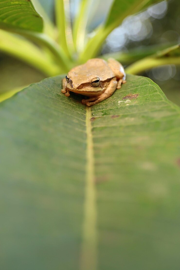 Foto close-up di una rana sulla foglia