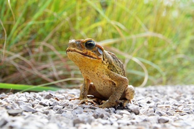 Close-up di una rana sulla ghiaia contro l'erba