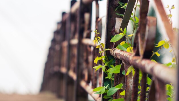 Close-up di una recinzione metallica arrugginita contro le piante