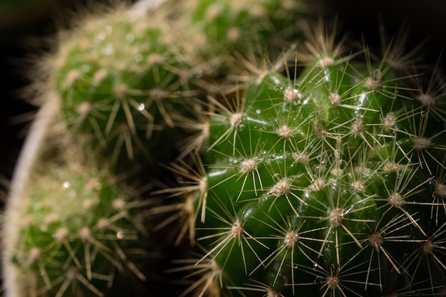 Close-up di una rete di ragno su una pianta di notte.