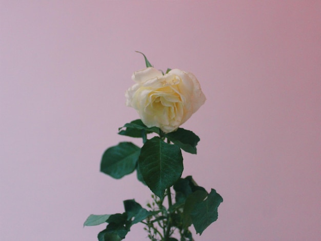 Close-up di una rosa gialla contro il muro