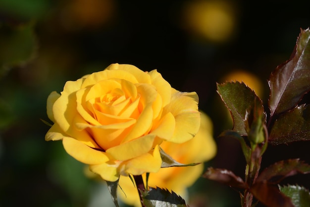 Close-up di una rosa gialla in fiore nel parco