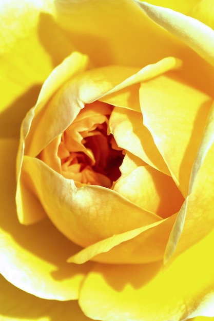 Close-up di una rosa gialla