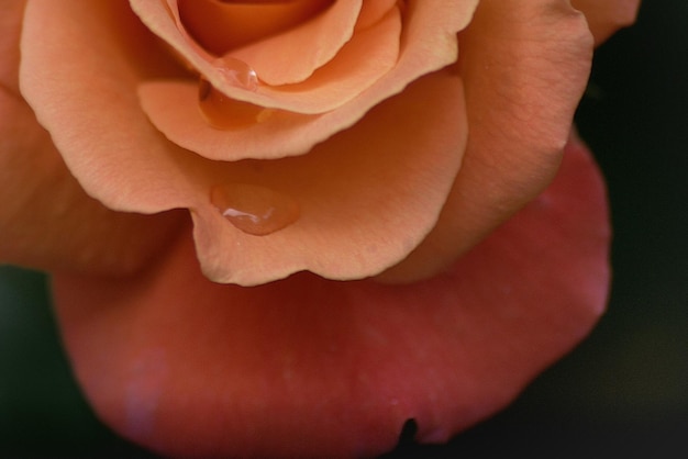 Close-up di una rosa in fiore all'aperto