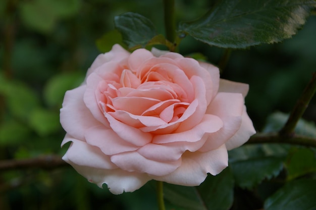 Close-up di una rosa in fiore all'aperto