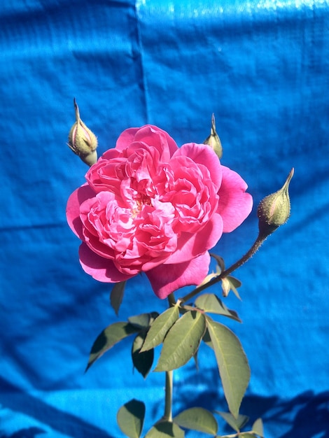 Close-up di una rosa rosa con un giglio d'acqua