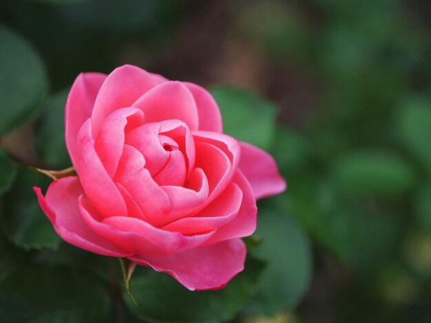 Close-up di una rosa rosa in fiore all'aperto