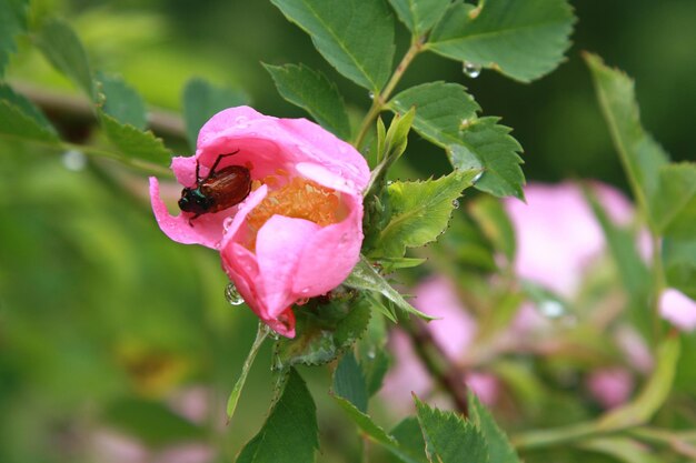 Close-up di una rosa rosa in fiore all'aperto