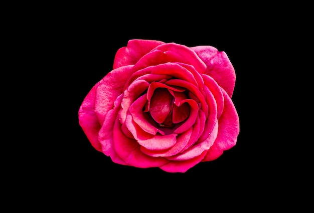 Close-up di una rosa rosa su sfondo nero