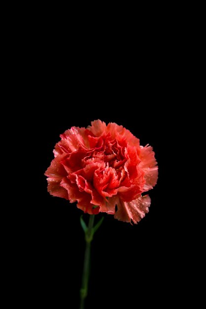 Close-up di una rosa rosa su sfondo nero